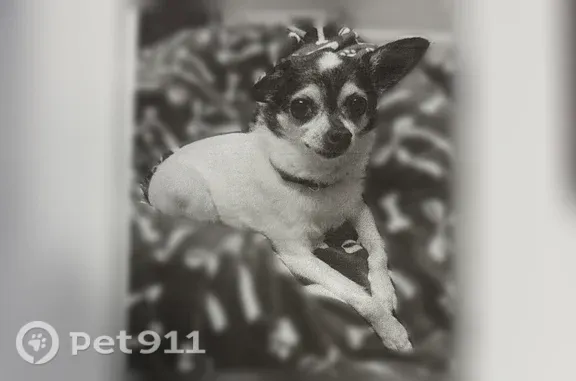 Lost dog, North Riverwoods Road, 2510, Riverwoods - female rat terrier - photo
