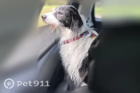 Lost dog, Old Carolina Road, 129, Rocky Mount - female, 12 years old, deaf - photo