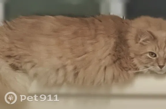 Lost cat, Pontiac Avenue, 3767, Kalamazoo Charter Township, Kalamazoo - light orange, timid - photo