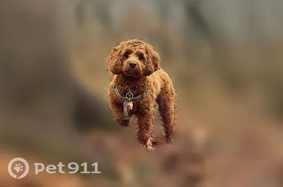Lost dog, Mount Zion Road, 51, Carlisle, Mechanicsburg — female auburn cockapoo - photo