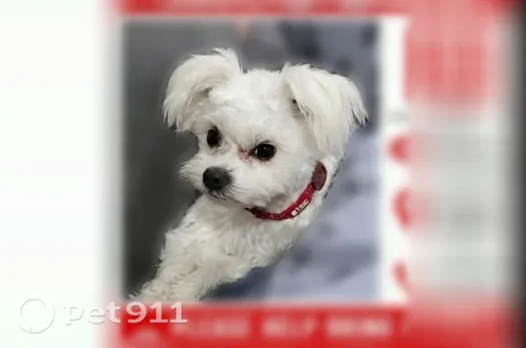 Lost dog, Southeast 3rd Avenue, 1150, Canby - small white male - photo