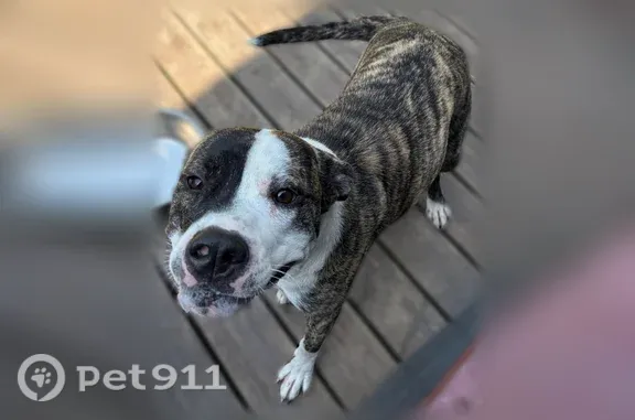 Found dog, Calks Ferry Road, 5...
