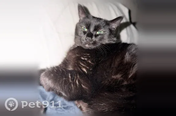 Missing cat St. George, photo: Lost cat, Moon River Townhomes, St. George — female, black with white patch on chest, green eyes