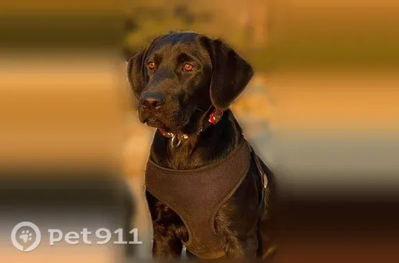 Lost dog, Key Way, Oregon, Arlington - female, all black, turquoise collar - photo