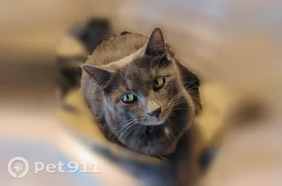 Missing cat Edgewood, photo: Lost cat, Carriage Hill Drive, Erlanger, Edgewood — male, gray with green eyes