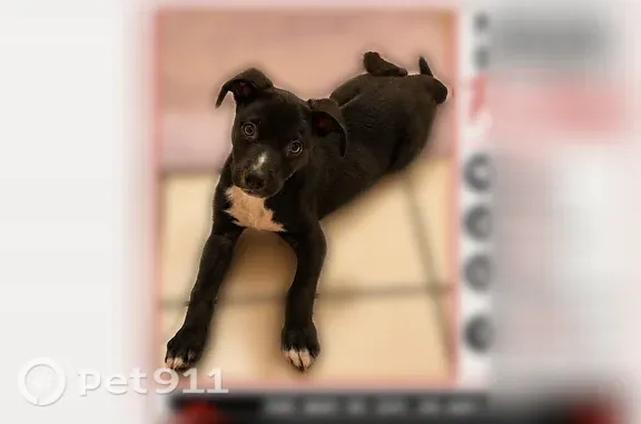 Missing dog Corpus Christi, photo: Lost dog, Wales Drive, 69, Corpus Christi