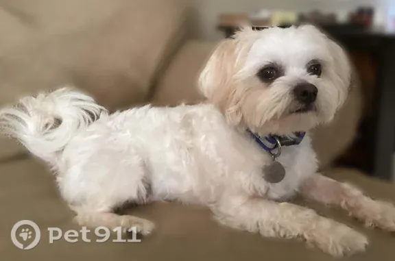 Lost dog, Bay Street, 331, Mount Carmel, Charlotte — male bichon frise/Shih Tzu mix - photo