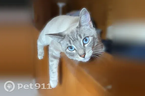 Lost cat, Morross Street, 14786, Dearborn - female, white and grey with bright blue eyes - photo