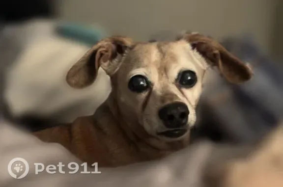 Lost dog, Williams Boulevard, 916, Kenner, Kenner - female dachshund mix, copper, 14 years old - photo