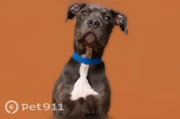Lost dog, South Star Drive, Ruskin, Arlington — wearing a colorful collar - photo