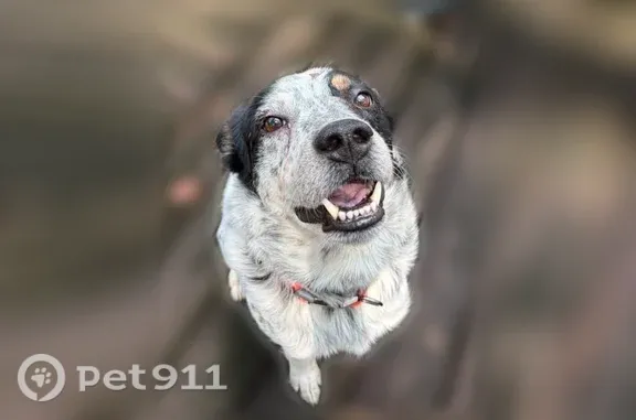 Found dog Dothan, photo: Found dog, Fortner Street, 2727, Dothan — male blue heeler