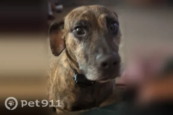 Lost dog, Southwest Baker Street, 825, McMinnville - brindle, pitbull mix - photo