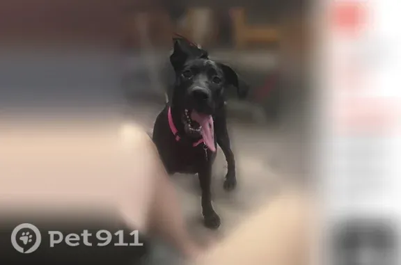 Lost dog, 15th Street, 509, Rupert - female, black coat, pink collar - photo