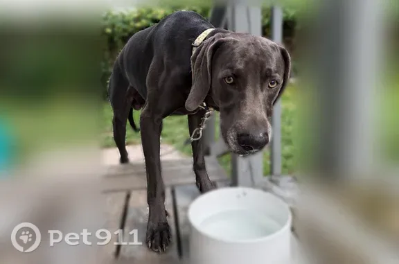 Found dog Homestead, photo: Found dog, Cambria Street, 3736, Homestead - gray, golden eyes