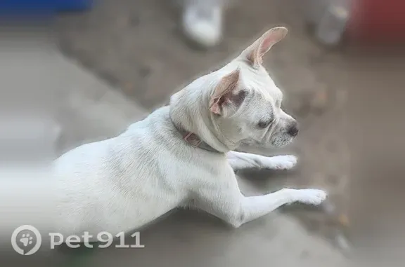 Lost dog, Rose Avenue, 64, Medford - photo