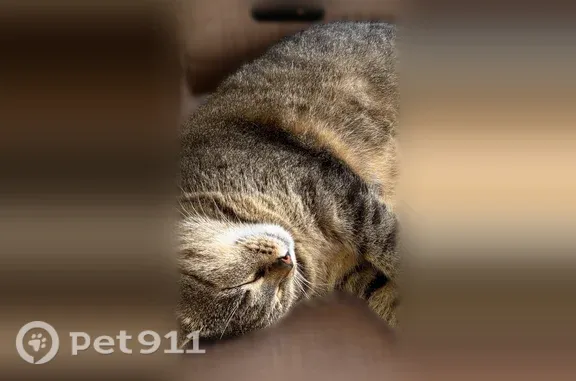 Lost cat, Martha Road, Florida, New York - photo
