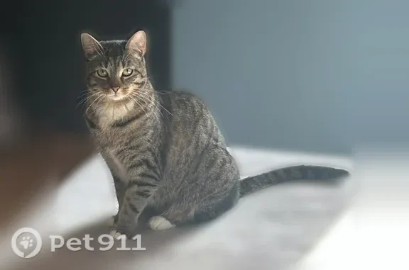 Lost cat, Coppola Terrace, 74, Derby - female grey tabby - photo