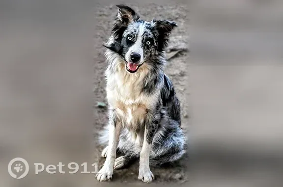 Lost dog, 220th Street, 3160, Williams, Fort Dodge — female Australian Shepherd with blue eyes - photo