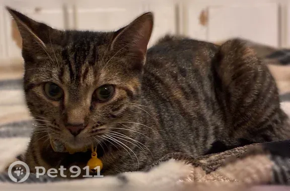 Tabby cat has orange streaks on her and has a blue collar with daisies and yellow bell on it