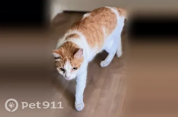 Lost cat, Brighton Bay Lane, 12414, Jacksonville - photo