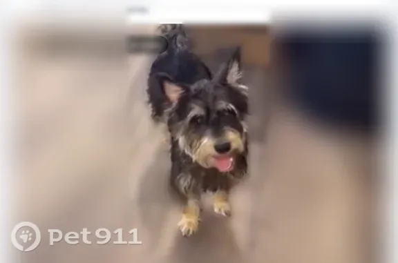 Lost dog, Amite Drive, 103, Lafayette - male, blue leash - photo