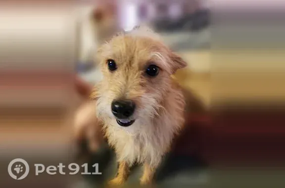 Lost dog, Muldoon Road, 2221, Anchorage - light brown, bark collar - photo