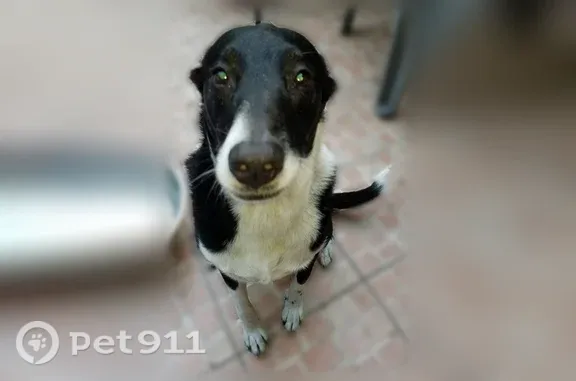 Lost dog, South Holly Avenue, Sanford, Windermere - senior male, hard of hearing, partially blind - photo