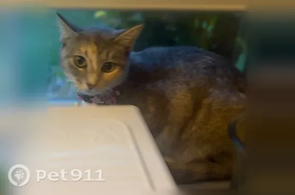 Missing cat St. Louis, photo: Lost cat, North 6th Street, Wood River, St. Louis - female