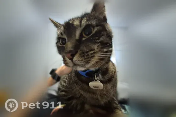 Lost cat, West Center Street, 269, Manchester — male brown tabby - photo