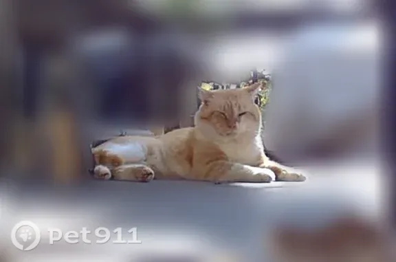 Lost cat, West 23rd Street, 402, Russellville - male orange tabby with squinty left eye - photo