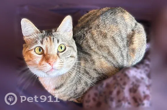 Calico tabby, scar on her nose, no collar, friendly. Left through my window between 4-6am