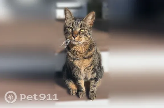Missing cat Arlington, photo: Lost cat, Webster Street, 85-87, Arlington