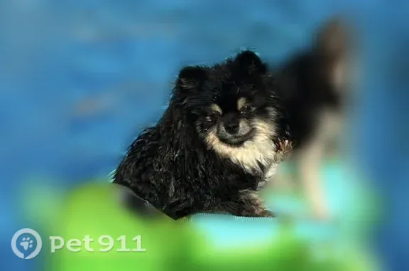 Missing dog Schertz, photo: Lost dog, Midland, Texas, Schertz - black and tan Pomeranian