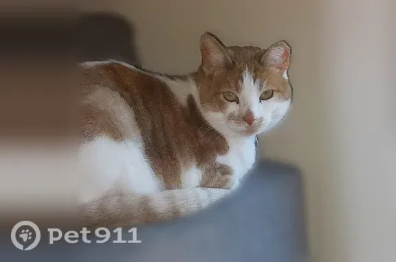 Lost cat, Chemult Common, 46863;46867;46871;46875;46879;46883;46887;46891;46895;46899;46903;46907, Fremont - orange and white tabby with a tipped ear - photo