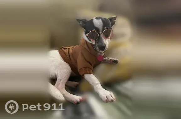 Lost dog, female, Hillcrest Road, 7402, Jersey Village, Jersey Village - 11 lbs, white with black over her eyes and ears - photo