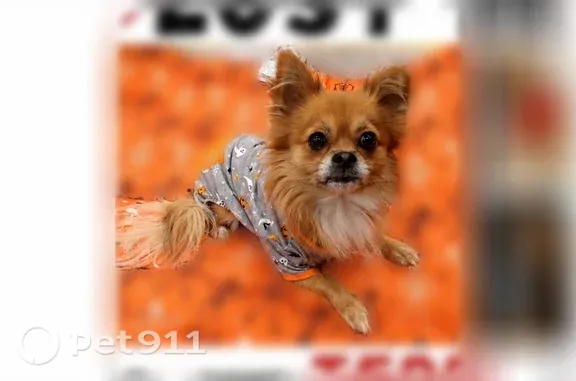 Missing dog Dallas, photo: Lost dog, Midway Road, Dallas - male, brown coat, white chest hair