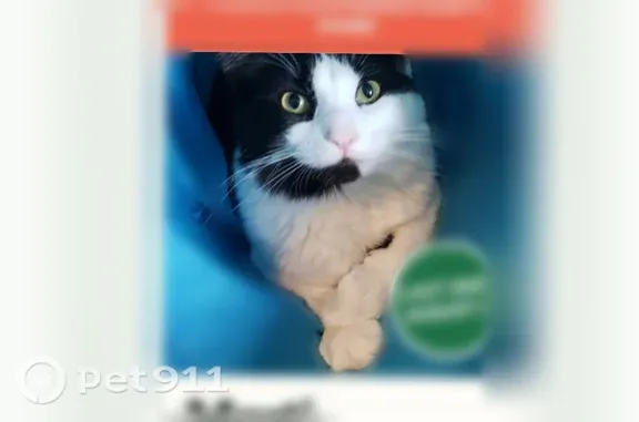 Lost cat, Town of Seneca, Wisconsin, Wisconsin Rapids - white fluffy male - photo