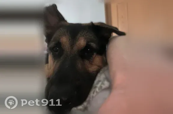 Lost dog, Londoncrest Court, 2484, Columbus - large male German Shepherd with bent ears - photo