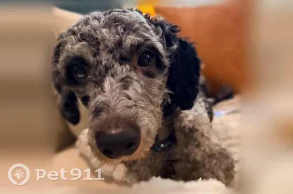 Lost dog, Revolution Court, Delaware, Philadelphia — male, scared mini bernedoodle - photo