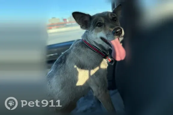 Lost dog, Niagara River, Youngstown — female, shaved coat, black and red collar - photo