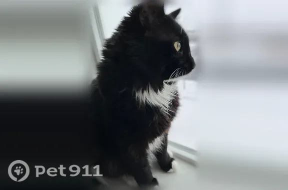 Lost cat, East Half Timber Way, 4311, Eagle Mountain - male, black fluffy coat, green eyes - photo