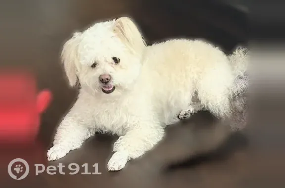 Missing dog Arlington, photo: Lost dog, Temescal Drive, 2800, Arlington - female, white with beige on top