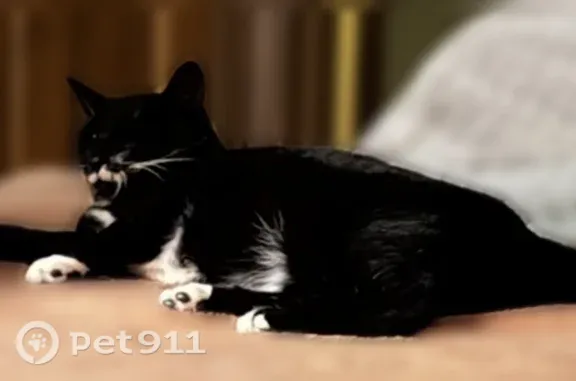 Lost cat, Westhaven Drive, 119, Kettering — female, microchipped - photo