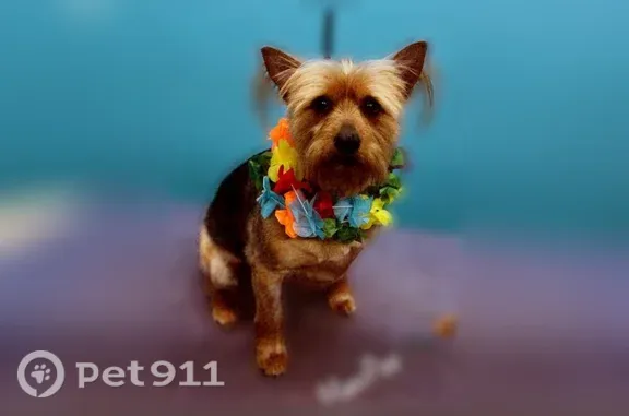 Lost dog, Cambridge Street, 2044, Montrose - responds to Maxi - photo
