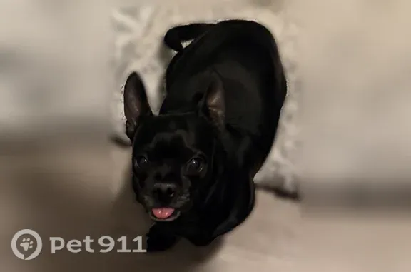 Lost dog, Silver Maple Street, 5209, Brighton — black male Chihuahua, special food - photo