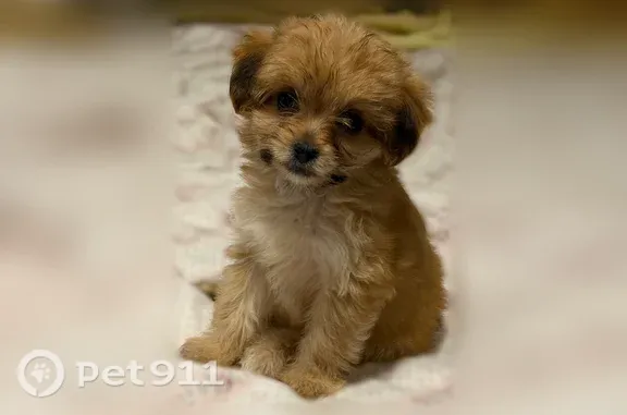 Lost dog, Burnt Creek Way, 726, Atlanta - small brown female puppy - photo