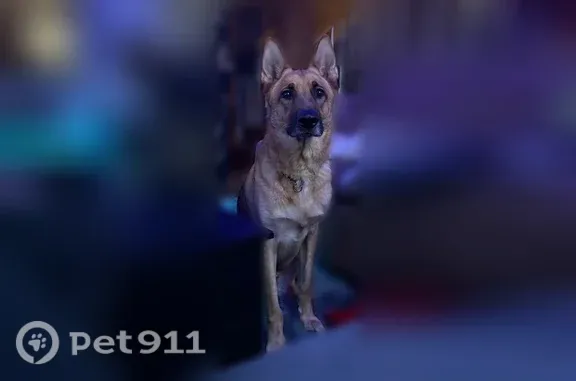 Lost dog, Hackers Creek Road, 1322, Jane Lew, Jane Lew - female, black with tan legs and belly, little nick in right ear - photo