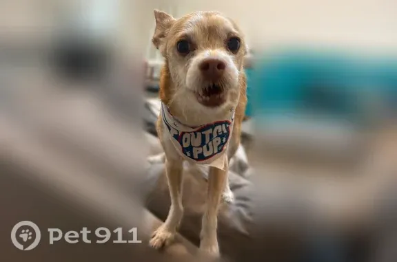 Lost dog, Jones Street, 441, Cedar Hill - tan, timid, microchipped - photo