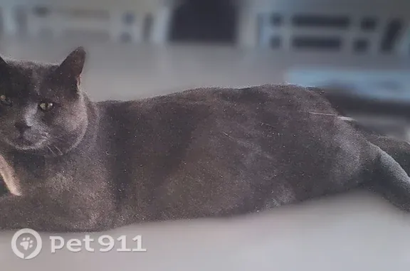 Lost cat, West Old Highway 66, 23025, Seligman — solid gray, neutered male - photo