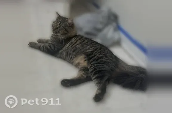 Lost cat, Matties Run Road, 98, Washington — female tabby with a big fluffy tail - photo